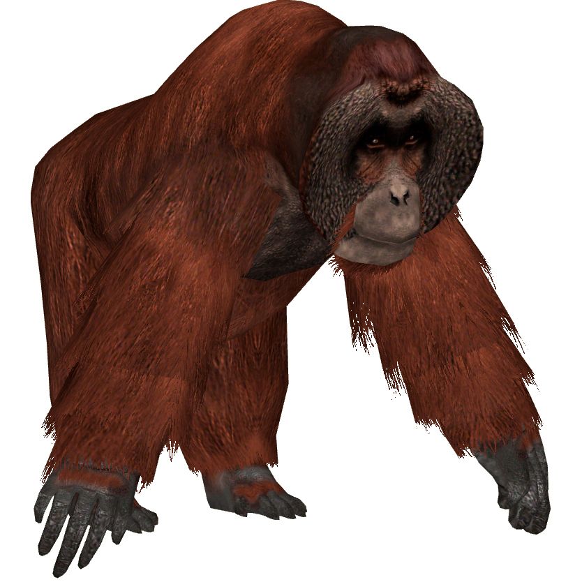 Orangutan PNG    图片编号:31365