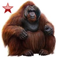Orangutan PNG    图片编号:31366