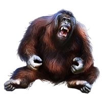 Orangutan PNG    图片编号:31367