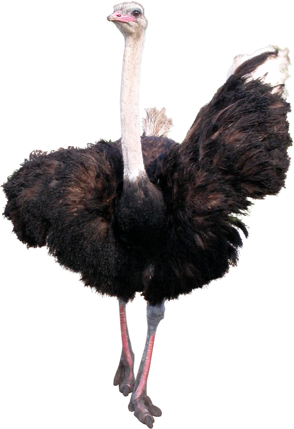 Ostrich PNG    图片编号:21424