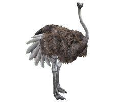 Ostrich PNG    图片编号:21433