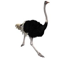 Ostrich PNG    图片编号:21434