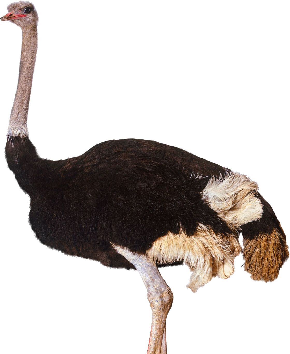Ostrich PNG    图片编号:21435