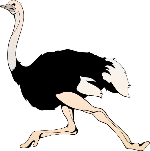Ostrich PNG    图片编号:21436