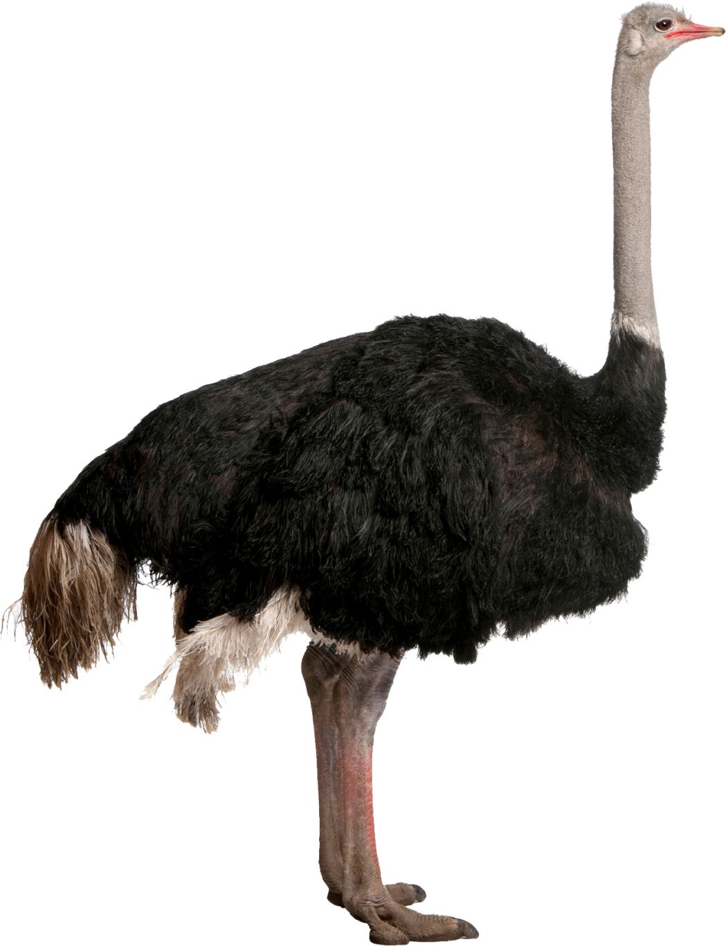 Ostrich PNG    图片编号:21437