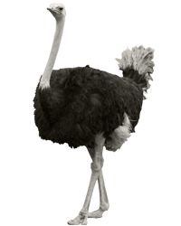 Ostrich PNG    图片编号:21438