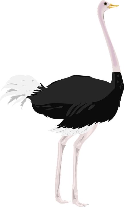 Ostrich PNG    图片编号:21439