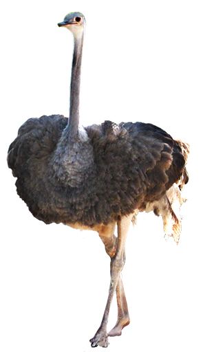 Ostrich PNG    图片编号:21440