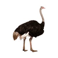 Ostrich PNG    图片编号:21441