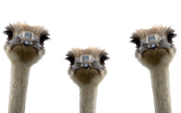 Ostrich PNG    图片编号:21425