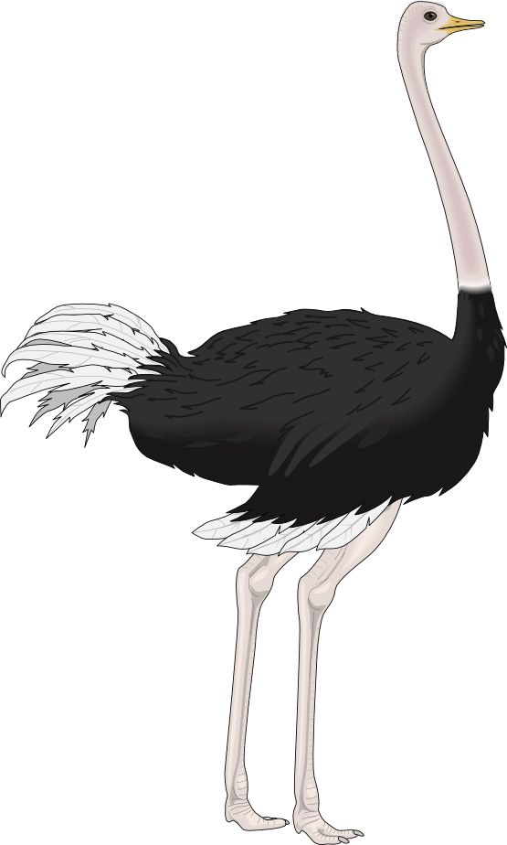 Ostrich PNG    图片编号:21426