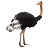 Ostrich PNG    图片编号:21428