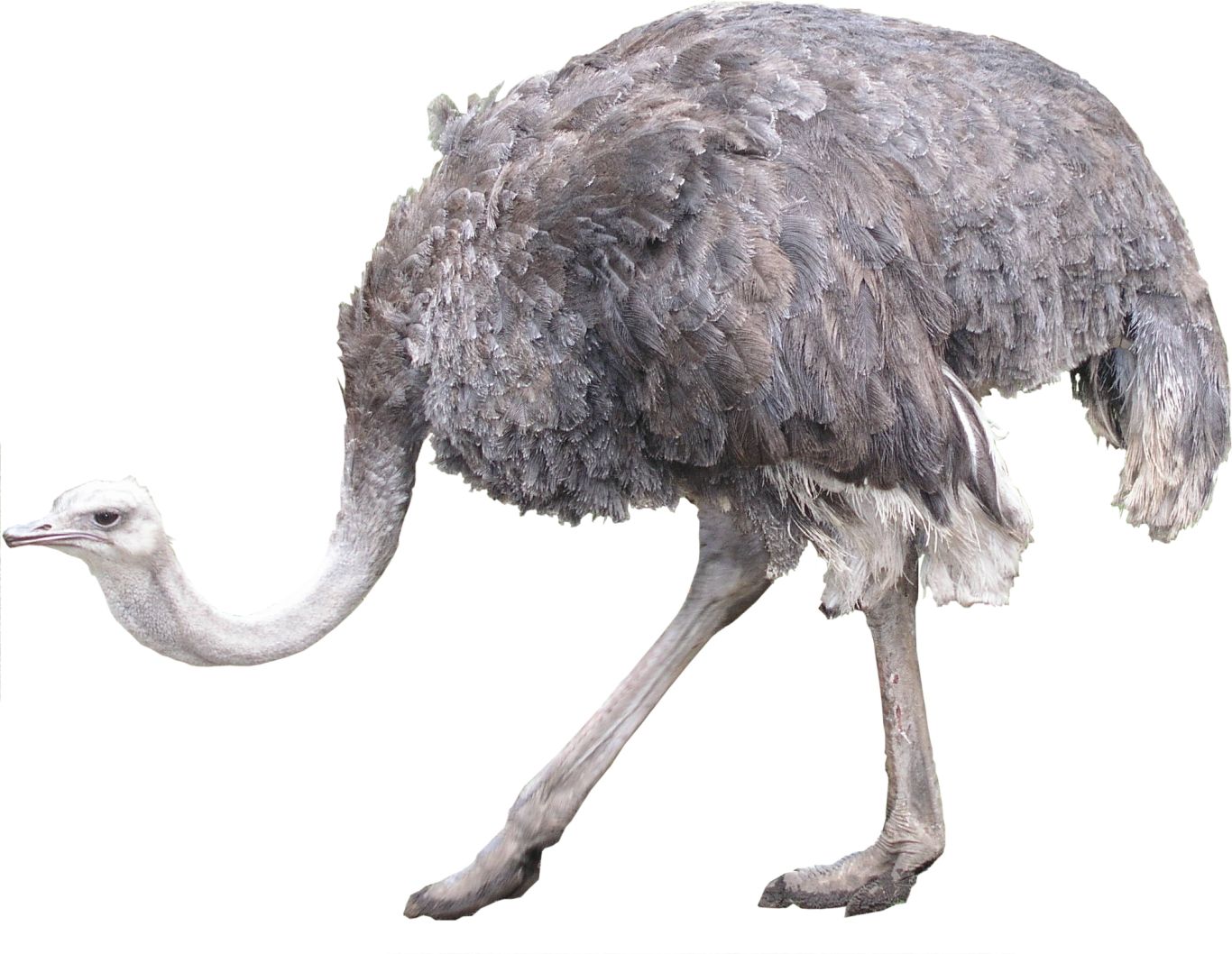 Ostrich PNG    图片编号:21429