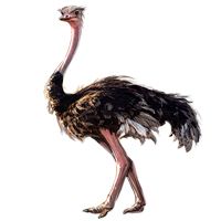 Ostrich PNG    图片编号:21430