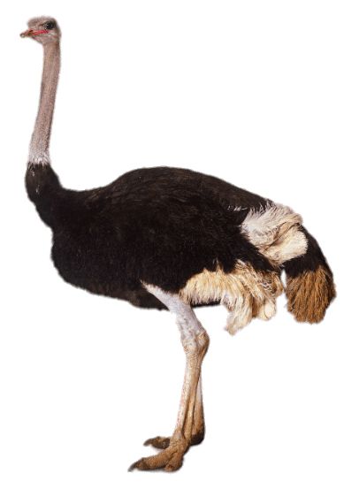 Ostrich PNG    图片编号:76961