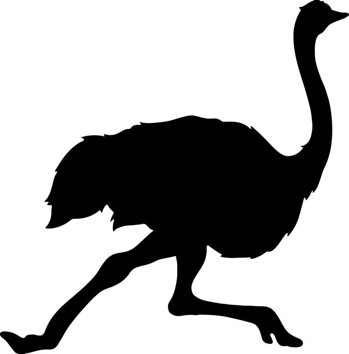 Ostrich PNG    图片编号:76964