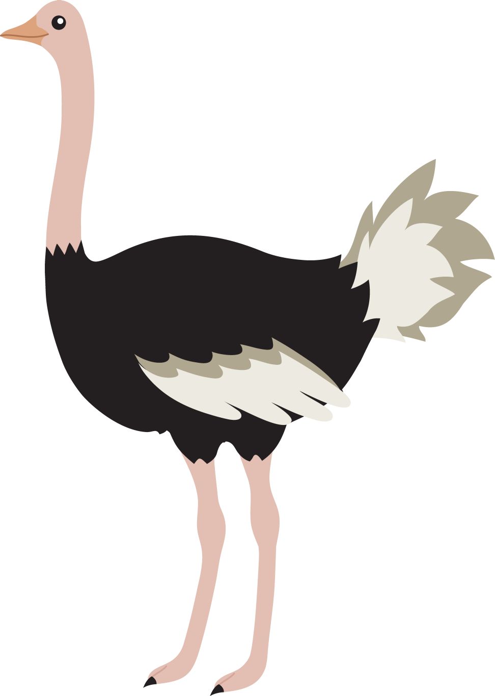 Ostrich PNG    图片编号:76965