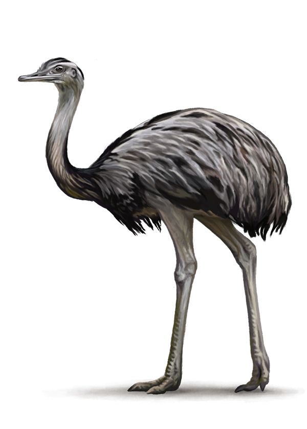 Ostrich PNG    图片编号:76969