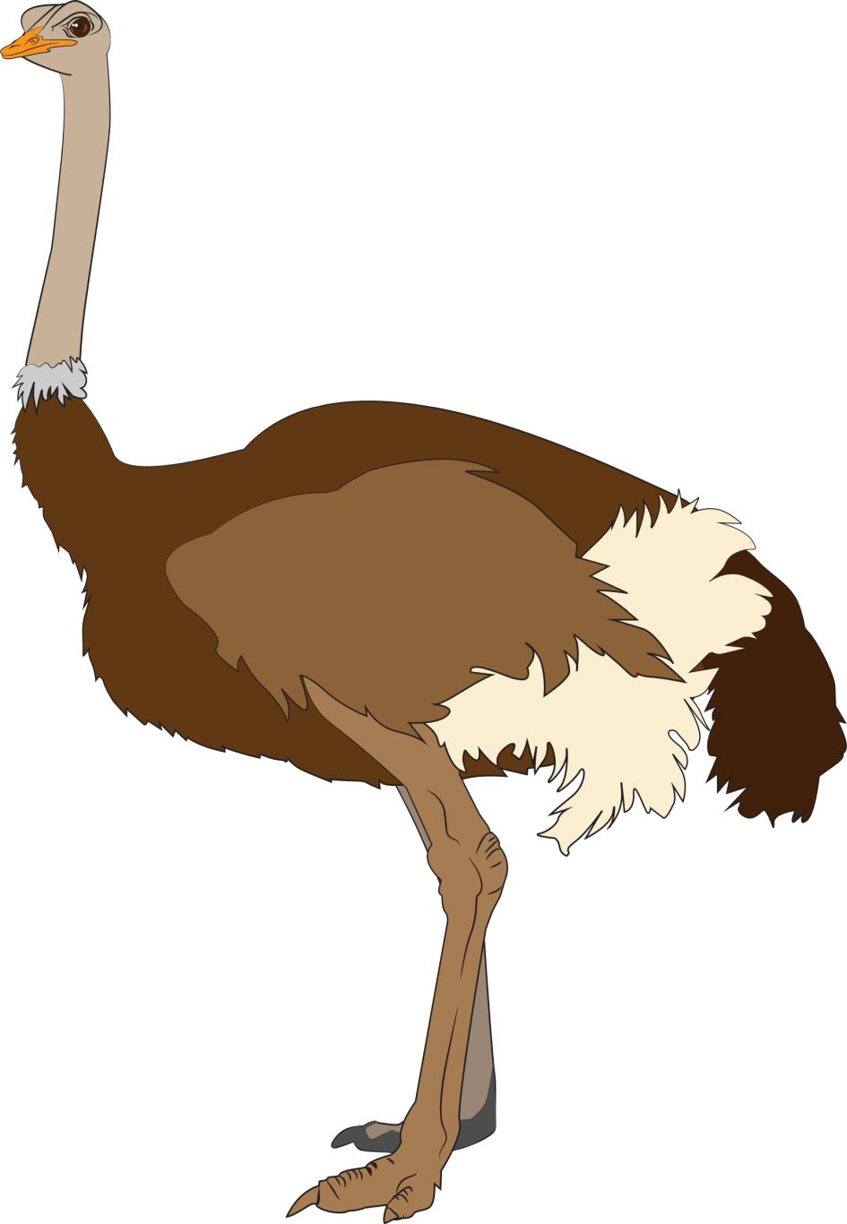 Ostrich PNG    图片编号:76970