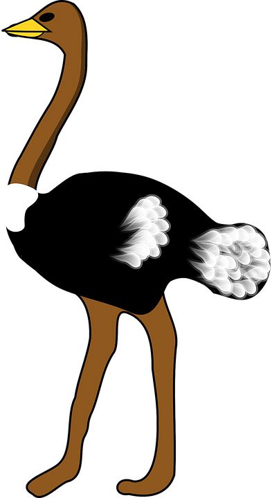 Ostrich PNG    图片编号:76971