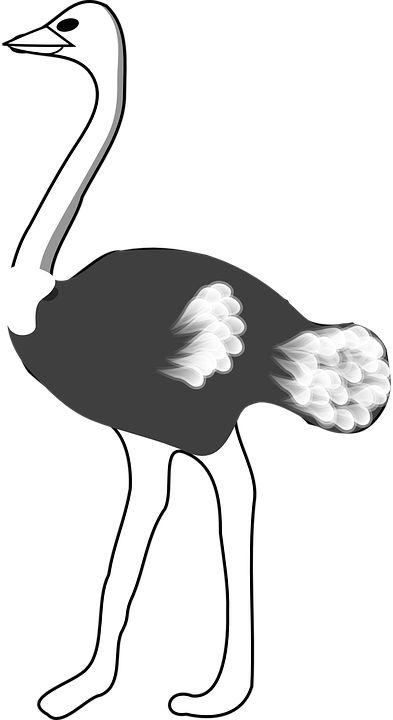 Ostrich PNG    图片编号:76972