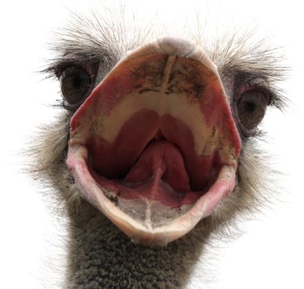 Ostrich PNG    图片编号:76974