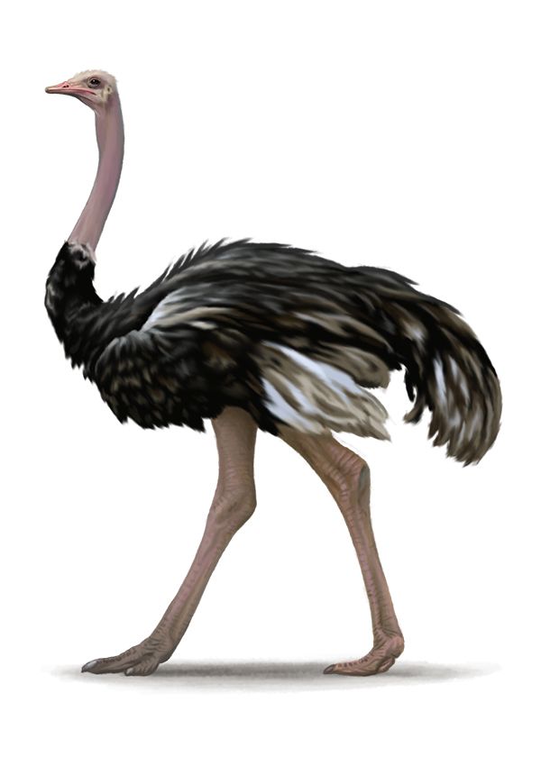 Ostrich PNG    图片编号:76975