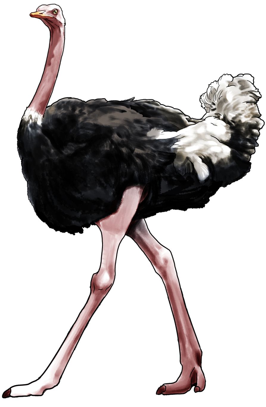 Ostrich PNG    图片编号:76977