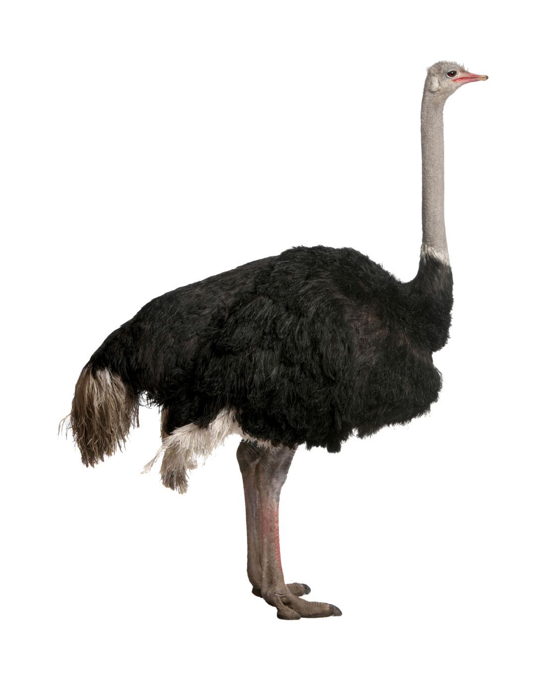 Ostrich PNG    图片编号:76978