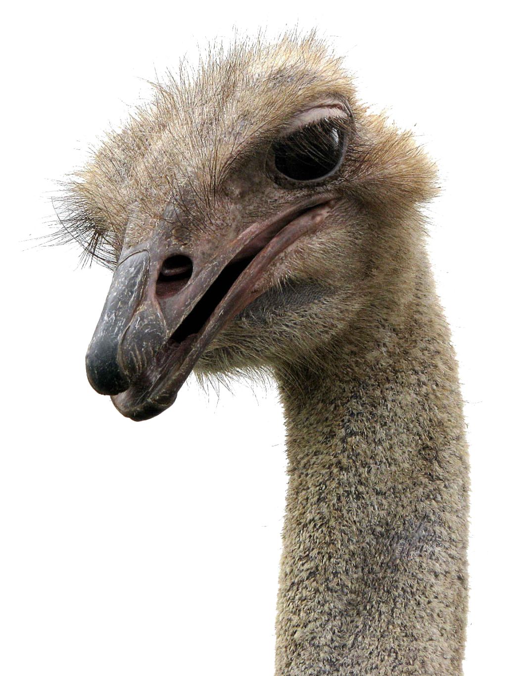 Ostrich PNG    图片编号:76980