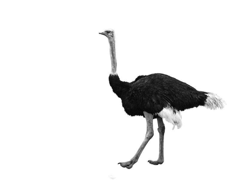 Ostrich PNG    图片编号:76981