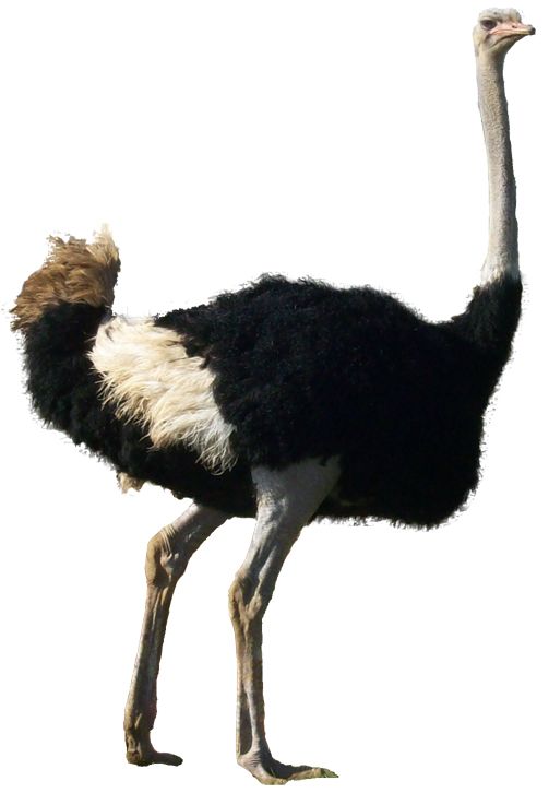 Ostrich PNG    图片编号:76982