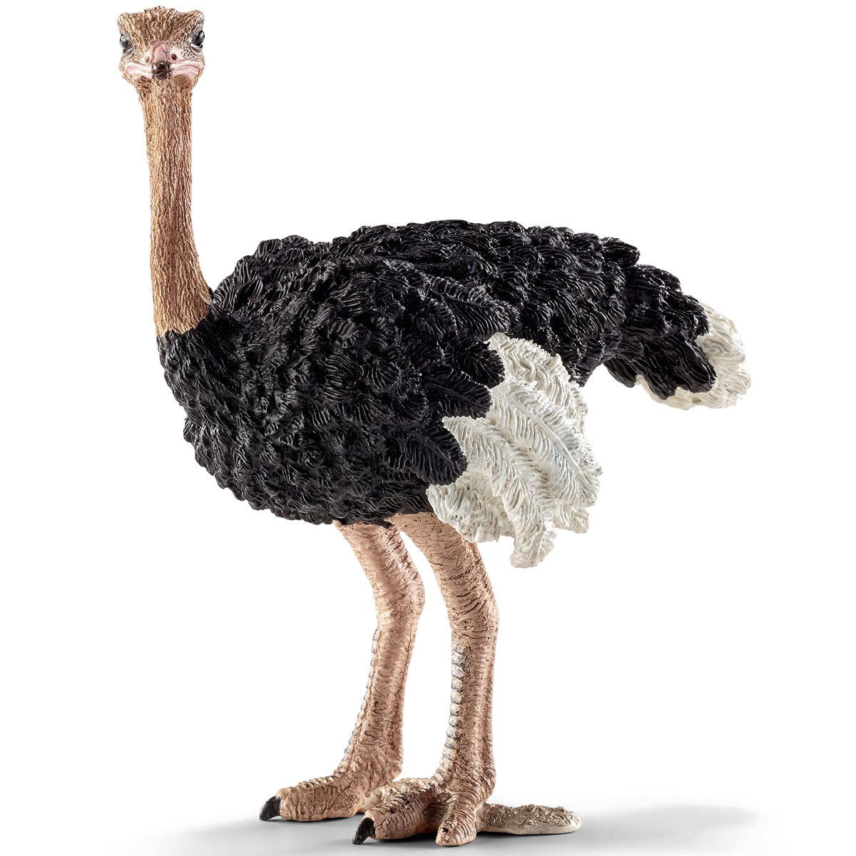Ostrich PNG    图片编号:76983