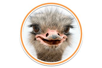 Ostrich PNG    图片编号:76985