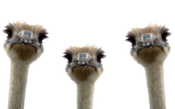 Ostrich PNG    图片编号:76987