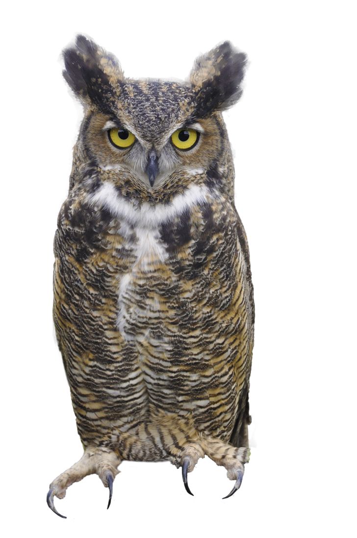 Owl PNG    图片编号:26747