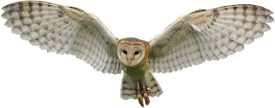 Owl PNG    图片编号:26756