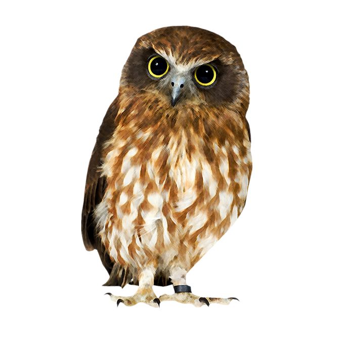 Owl PNG    图片编号:26757