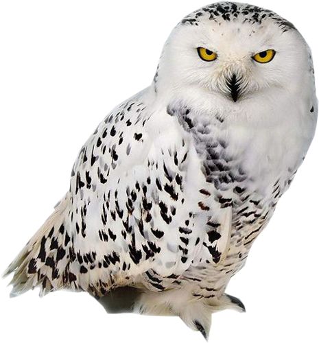 Owl PNG    图片编号:26758