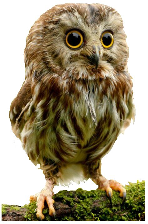 Owl PNG    图片编号:26759