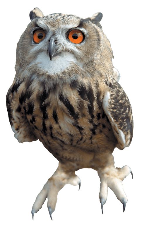 Owl PNG    图片编号:26761