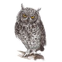Owl PNG    图片编号:26763