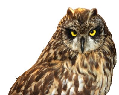 Owl PNG    图片编号:26764