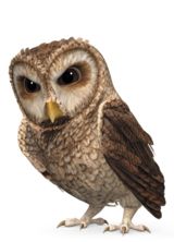 Owl PNG    图片编号:26766