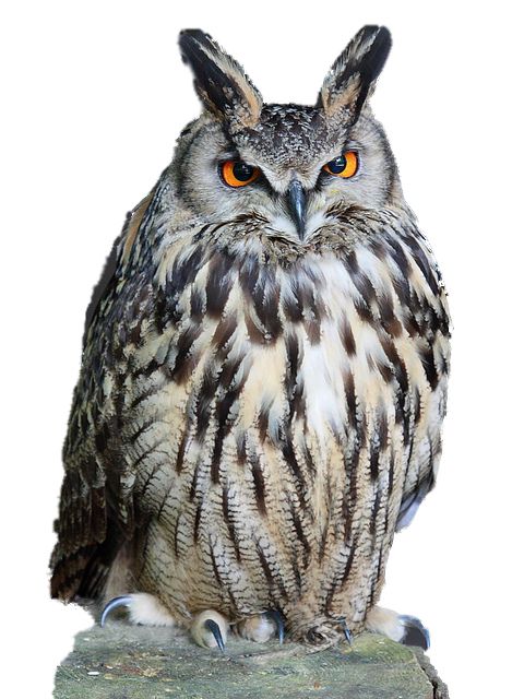 Owl PNG    图片编号:26767