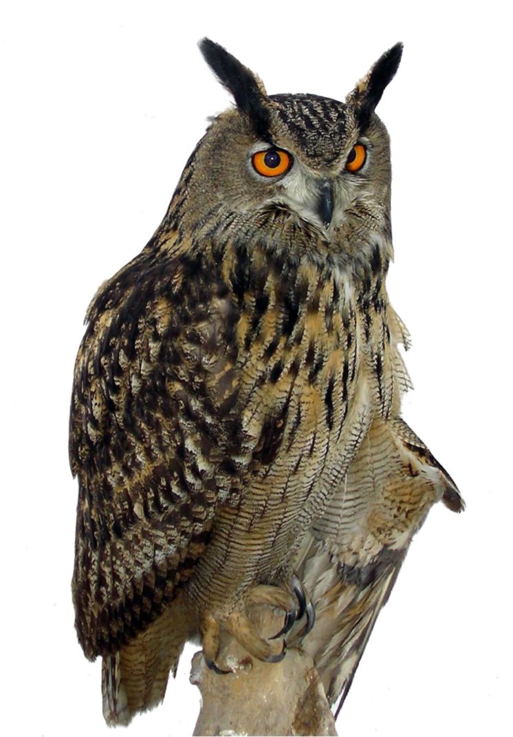 Owl PNG    图片编号:26768