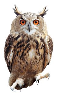 Owl PNG    图片编号:26769