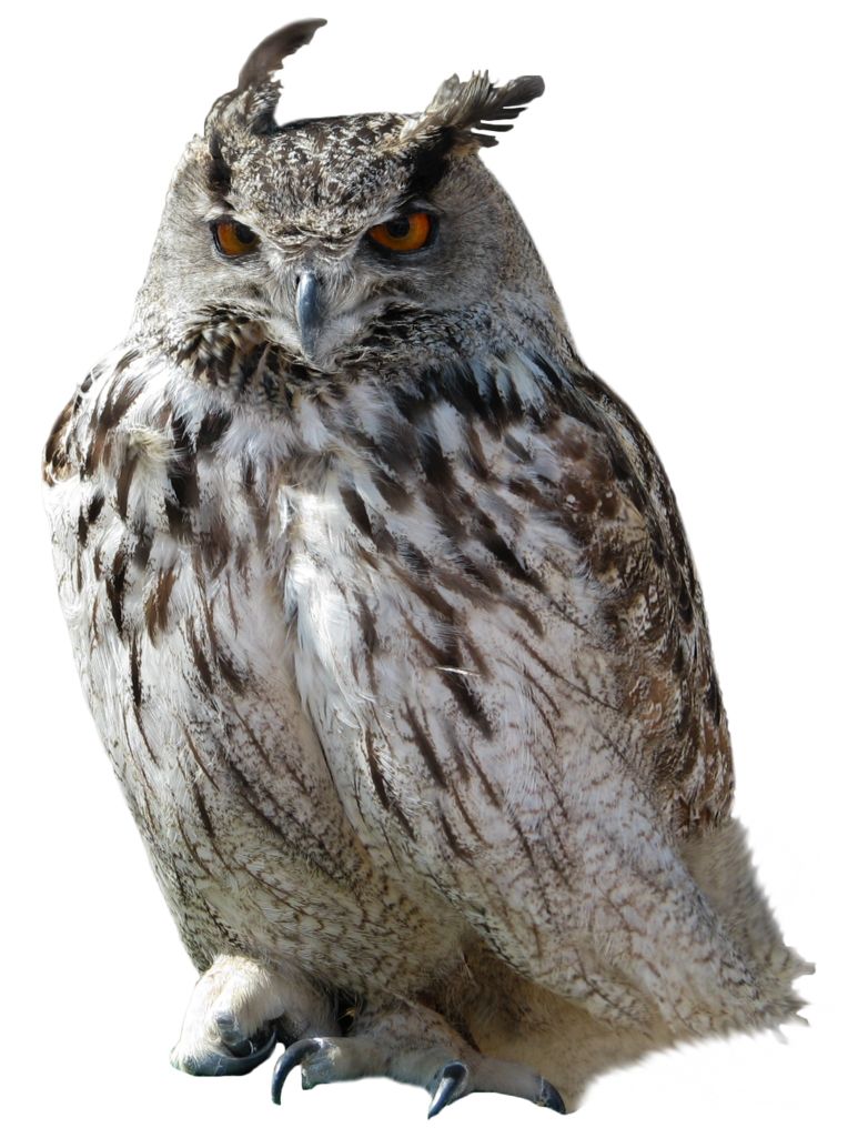 Owl PNG    图片编号:26771