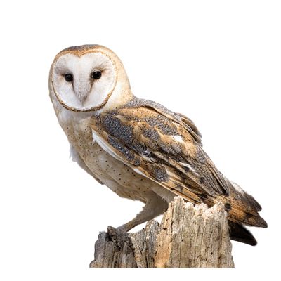 Owl PNG    图片编号:26775