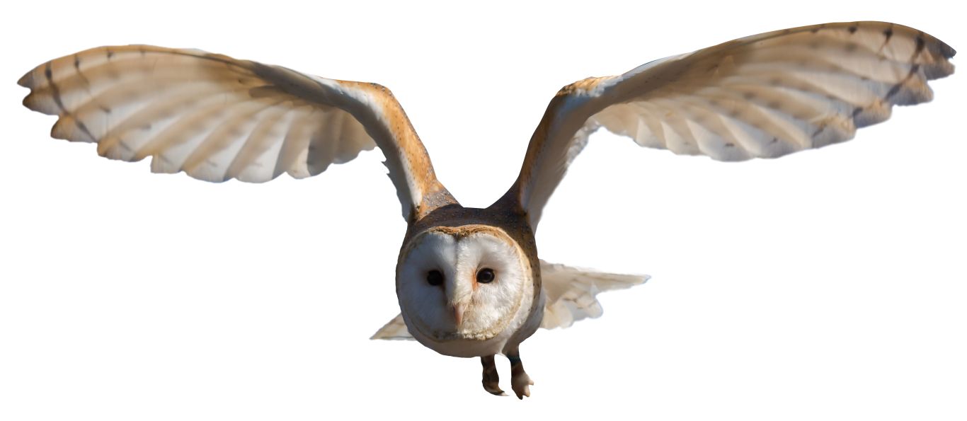 Owl PNG    图片编号:26776